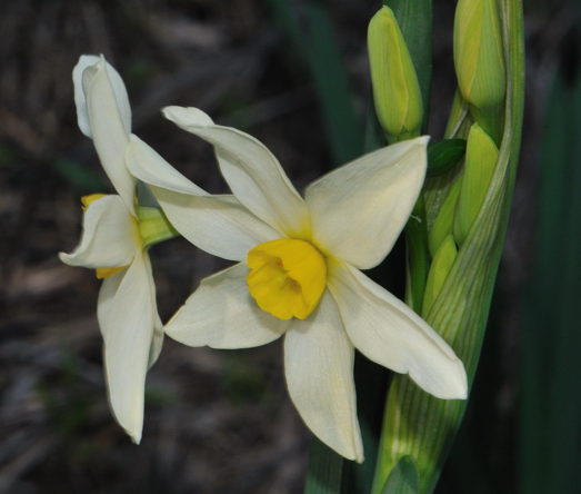 Narcissus papyraceus e N. tazetta